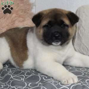 Louie, Akita Puppy
